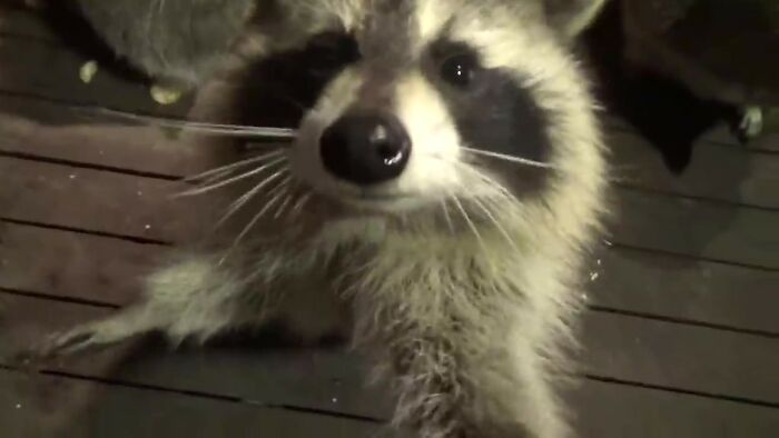 Every Night, This Man Feeds Hot Dogs To This Pack Of Raccoons As Per His Late Wife's Wish Every Night, This Man Feeds Hot Dogs To This Pack Of Raccoons As Per His Late Wife's Wish