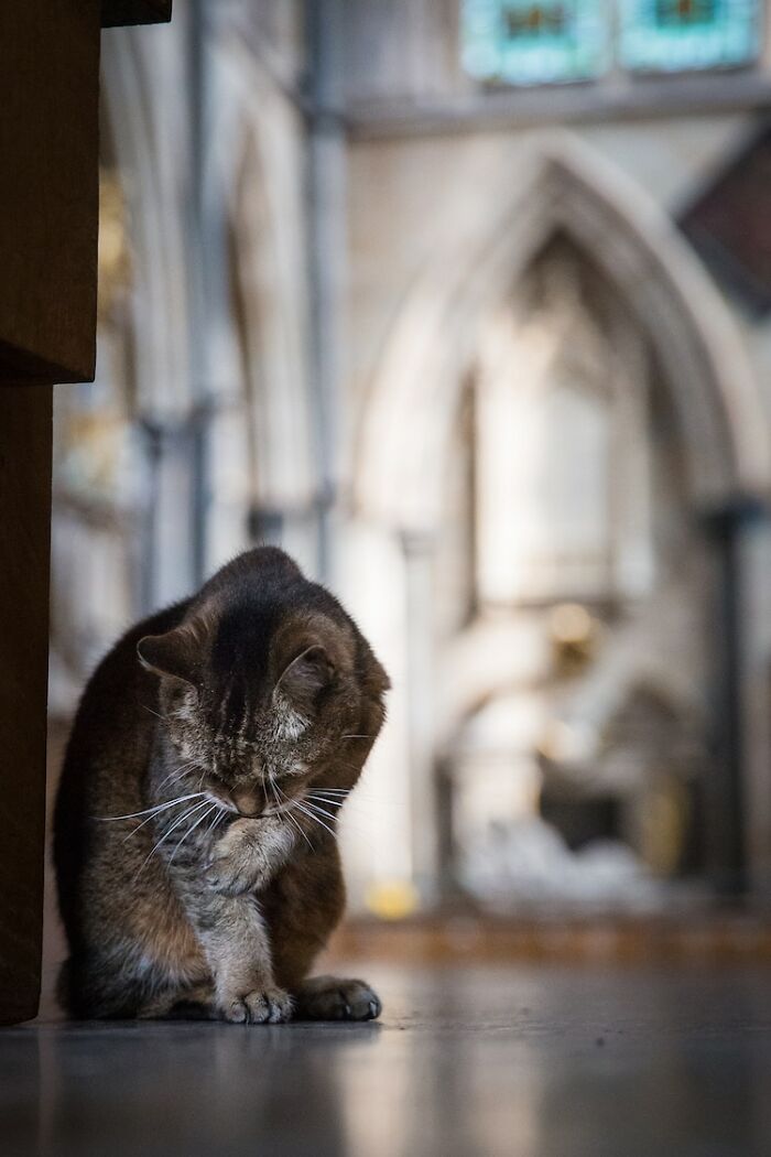 Cat Who Lived In A Church For 12 Years Passes Away, The Church Gives Her An Entire Memorial Service Cat Who Lived In A Church For 12 Years Passes Away, The Church Gives Her An Entire Memorial Service