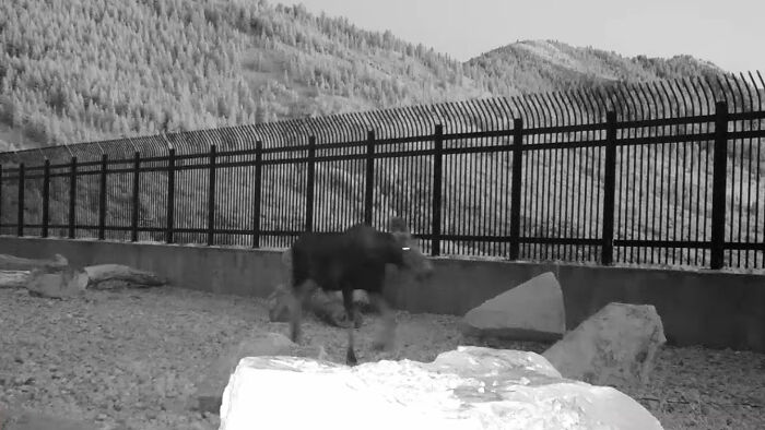 The Highway Overpass In Utah Is A Major Success And The Video Shows Many Wild Animals Using It To Avoid Danger