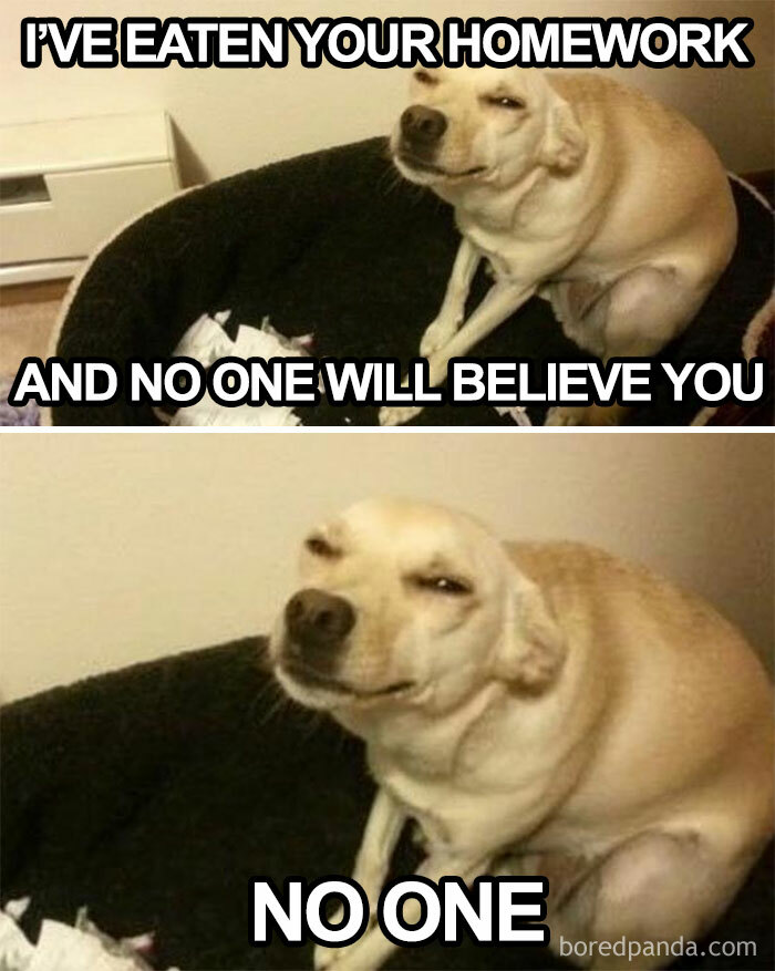 Funny dog meme with a smirking dog, claiming to have eaten your homework.