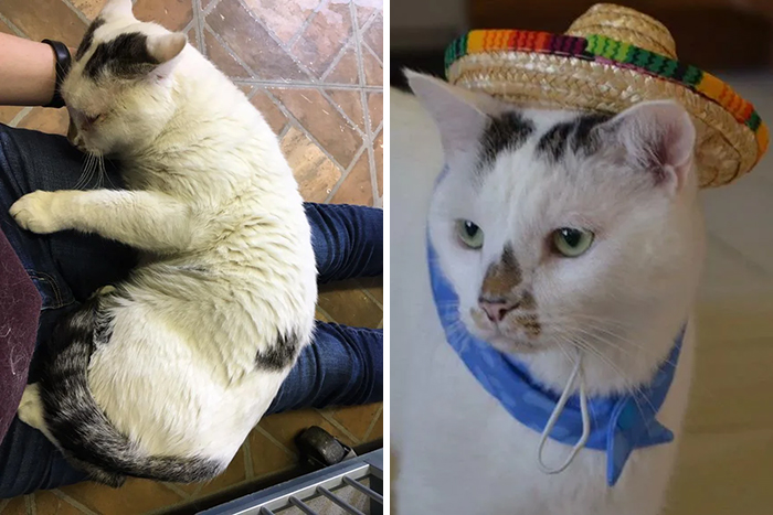 Mr. Smith At The Shelter Compared To His 5th Birthday/2 Year Adoptiversary Party Yesterday