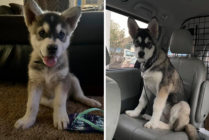 Before-After-Pet-Challenge