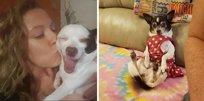 Didnt-Want-A-Dog-Challenge