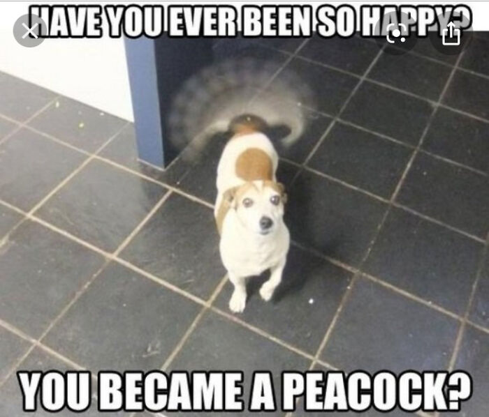 Happy small dog wagging tail rapidly on tiled floor, funny dog meme capturing playful and joyful dog moments.