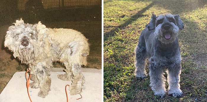 Before-After-Pet-Challenge