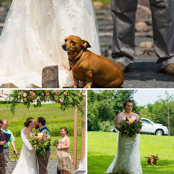 Didnt-Want-A-Dog-Challenge