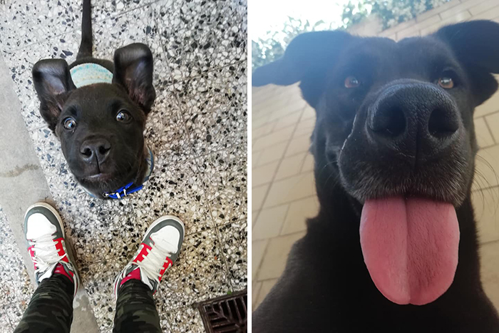 Before-After-Pet-Challenge