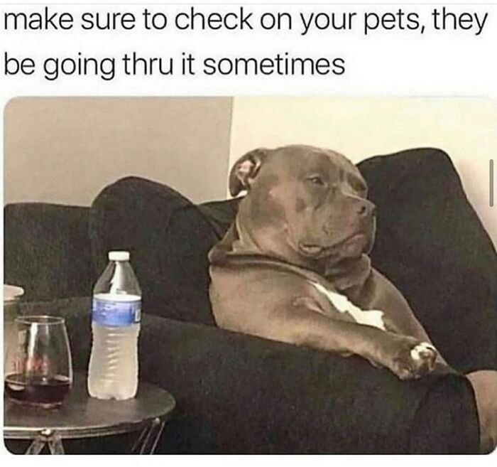 Dog sitting on a couch looking thoughtful with text reminding to check on pets shared in funny dog memes.