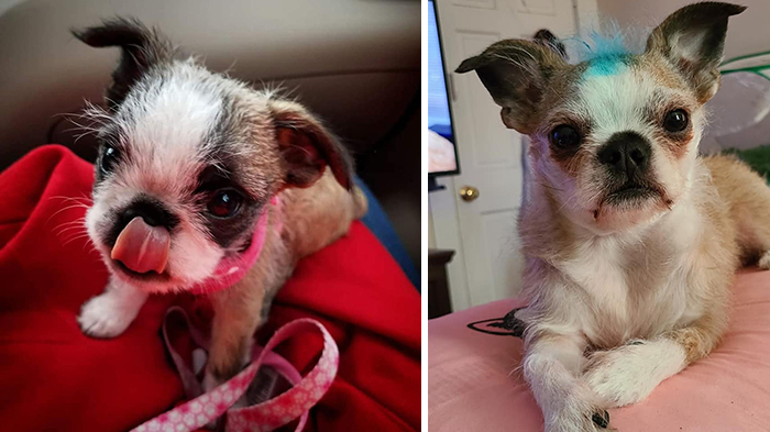 Before-After-Pet-Challenge