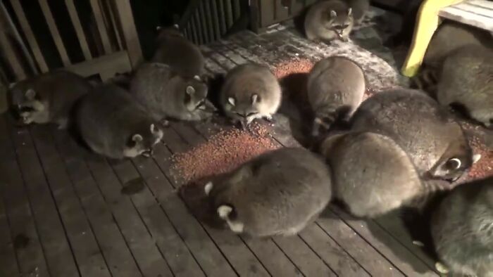 Every Night, This Man Feeds Hot Dogs To This Pack Of Raccoons As Per His Late Wife's Wish