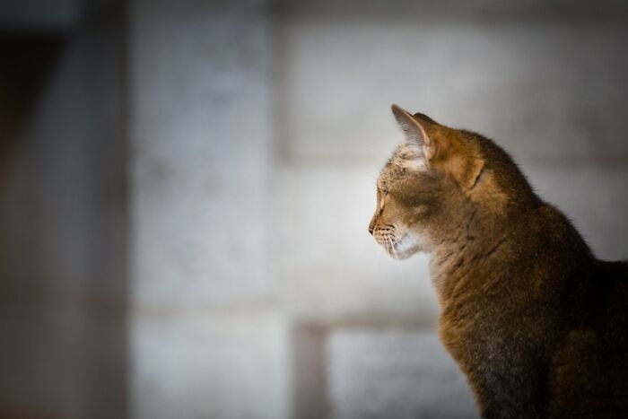 Cat Who Lived In A Church For 12 Years Passes Away, The Church Gives Her An Entire Memorial Service Cat Who Lived In A Church For 12 Years Passes Away, The Church Gives Her An Entire Memorial Service