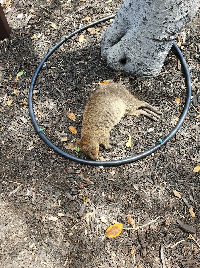 We All Know That Quokkas Are The Happiest Animals Alive, Right? But How Do They Sleep When Not Smiling Down The Lens Of A Camera? With No F*cks Given.
