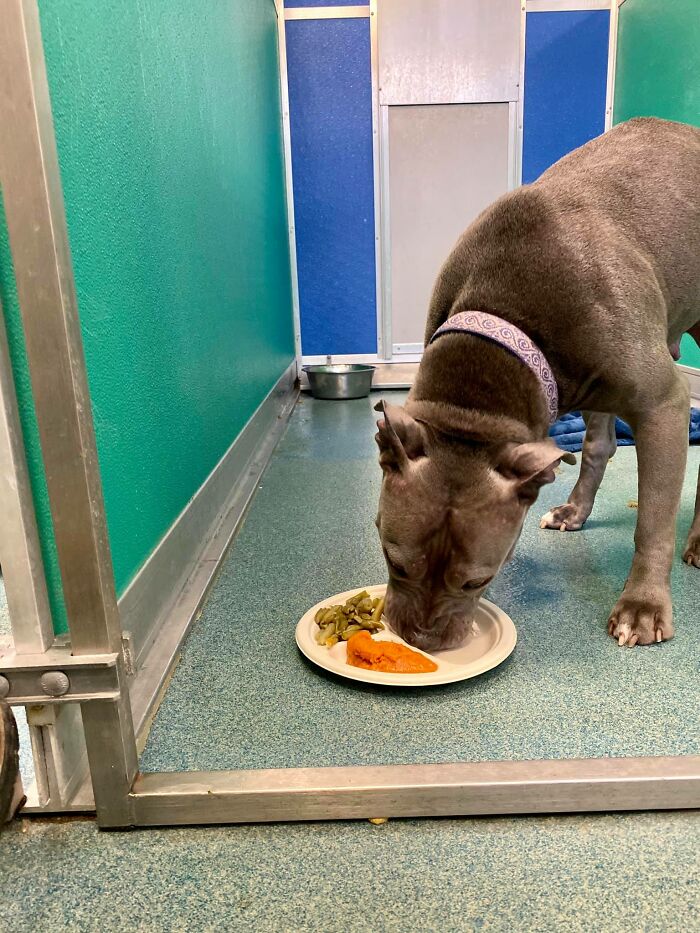 Nearly 80 Shelter Animals Get Treated To A Festive Thanksgiving Meal Nearly 80 Shelter Animals Get Treated To A Festive Thanksgiving Meal