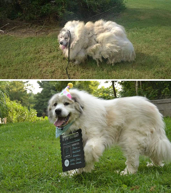 Before-After-Pet-Challenge