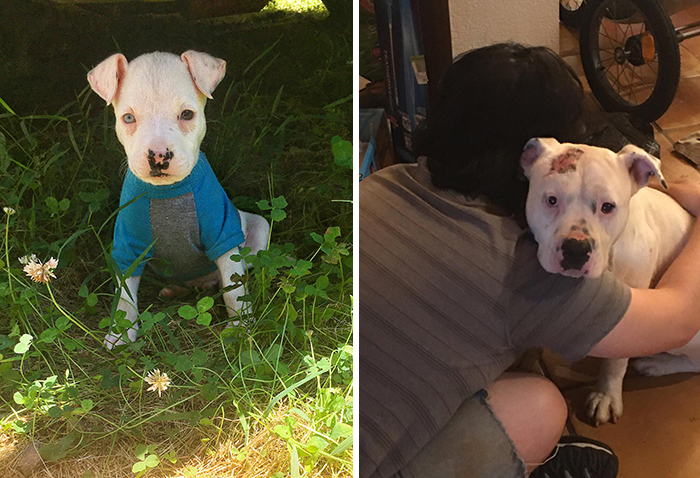 Didnt-Want-A-Dog-Challenge