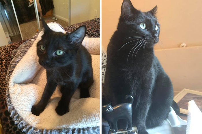 Before-After-Pet-Challenge