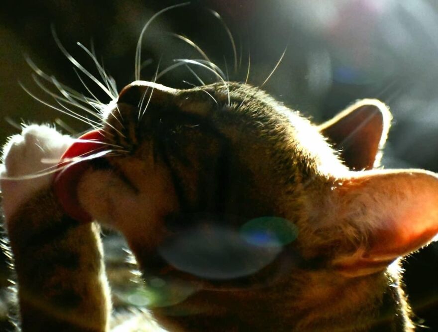 I Photograph My Cats And Other Cats In My Life