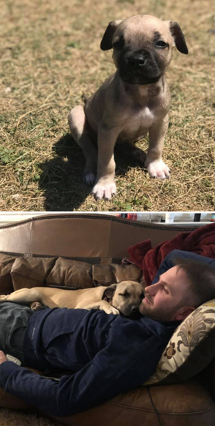 Didnt-Want-A-Dog-Challenge