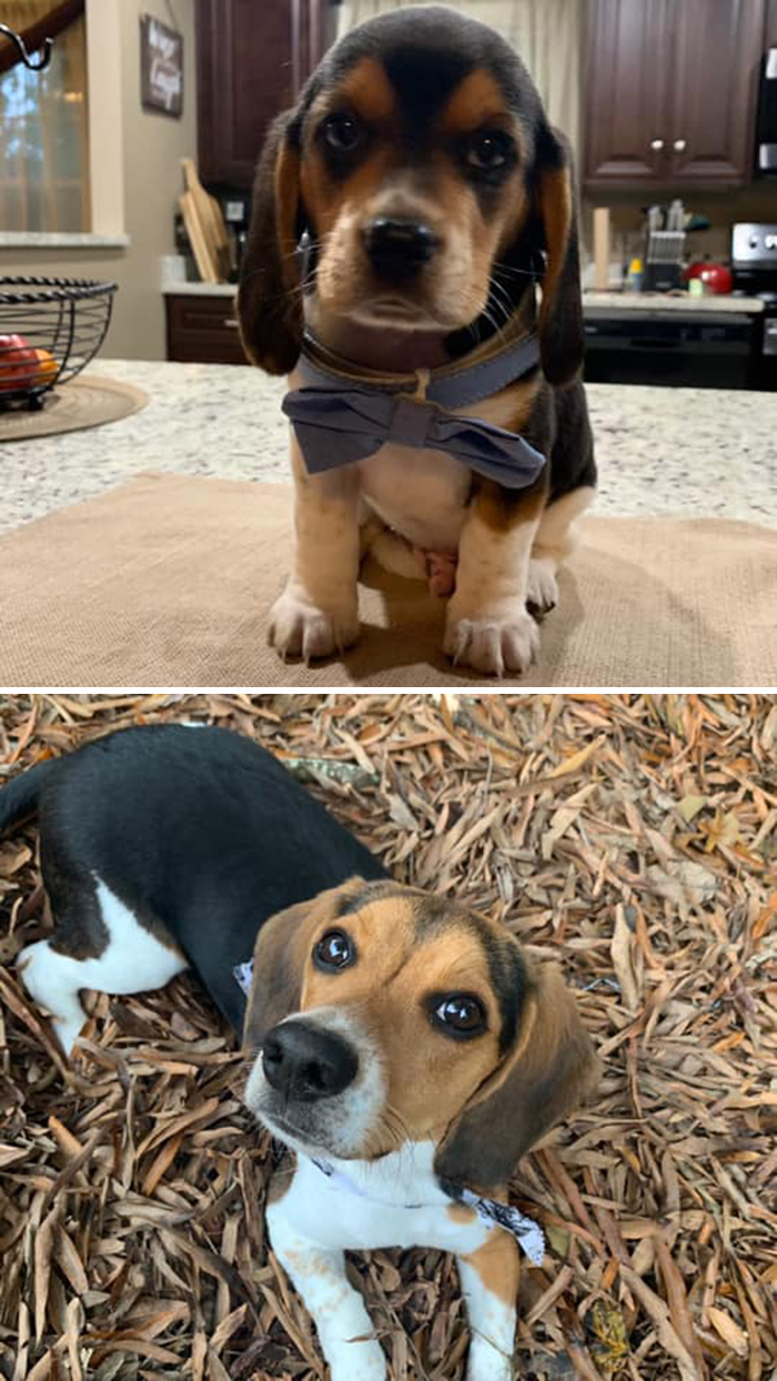 Before-After-Pet-Challenge