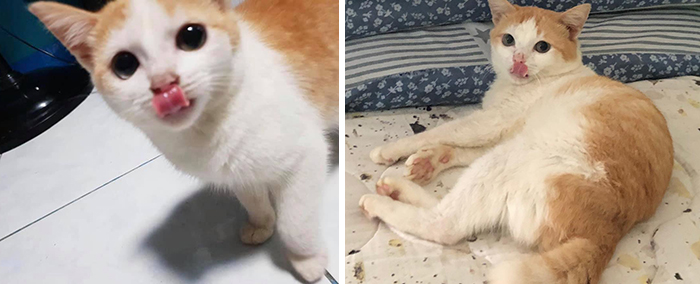 Before-After-Pet-Challenge