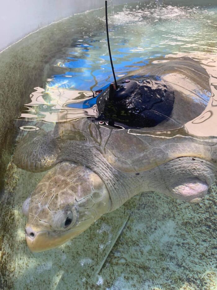 Sea Turtle Named Lou Learns To Swim Again After Losing Two Flippers In Fishing Nets