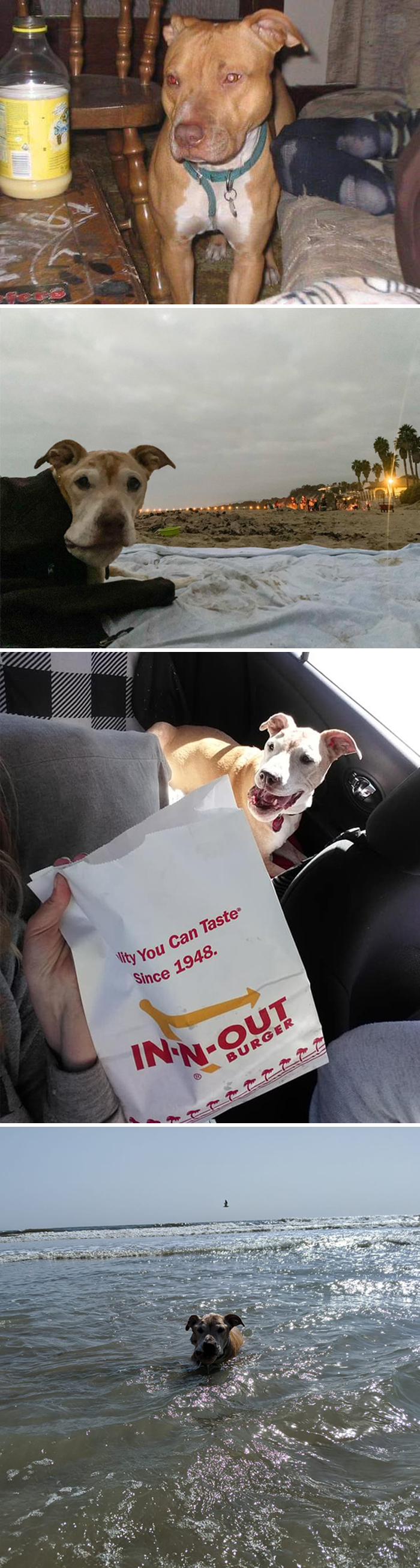 Before-After-Pet-Challenge