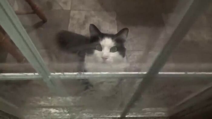 Every Night, This Man Feeds Hot Dogs To This Pack Of Raccoons As Per His Late Wife's Wish