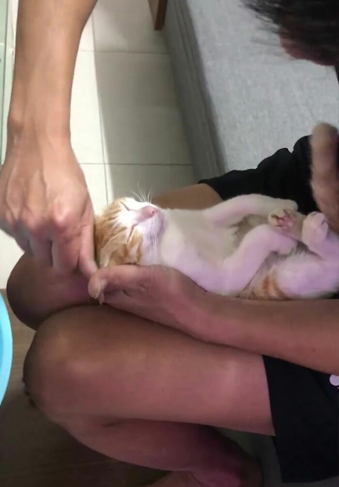This Grandpa-To-Be Shows His Son How To Bathe A Baby By Using A Cat As An Example This Grandpa-To-Be Shows His Son How To Bathe A Baby By Using A Cat As An Example