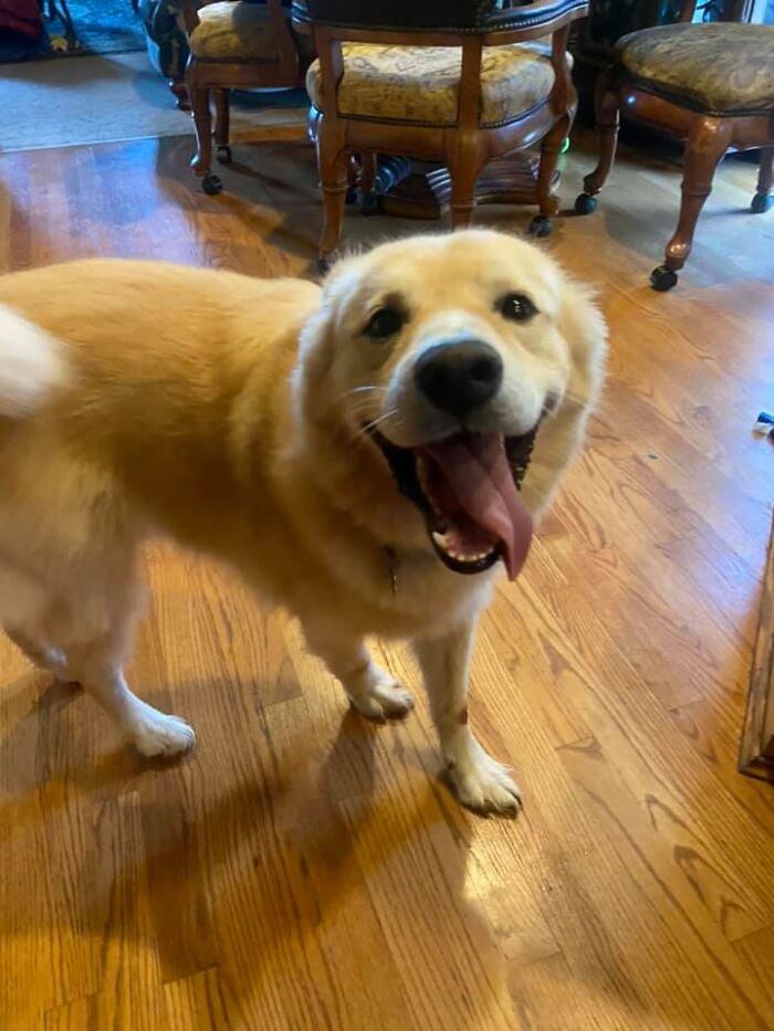 Good Morning. I’m Luke. I Ran And Got On The School Bus With My Hooman Brother. I Wouldn’t Get Off So My Mom Had To Get On The Bus With Her Pajamas And Slippers On To Get Me. She Says Shame On Me But It Was Fun. Sorry. Not Sorry