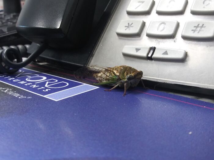 We Hired A New Receptionist At Work, But All She Did Was Scream At The Clients When They Got Close, So We Had To Let Her Go...