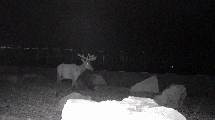 The Highway Overpass In Utah Is A Major Success And The Video Shows Many Wild Animals Using It To Avoid Danger The Highway Overpass In Utah Is A Major Success And The Video Shows Many Wild Animals Using It To Avoid Danger