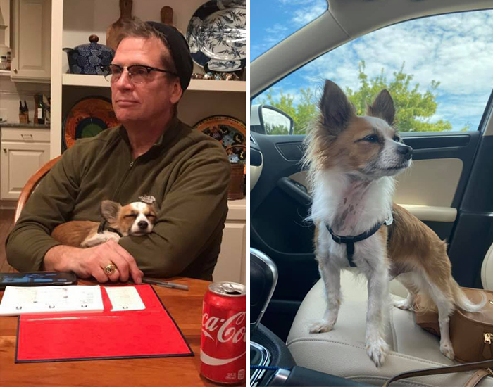 Didnt-Want-A-Dog-Challenge