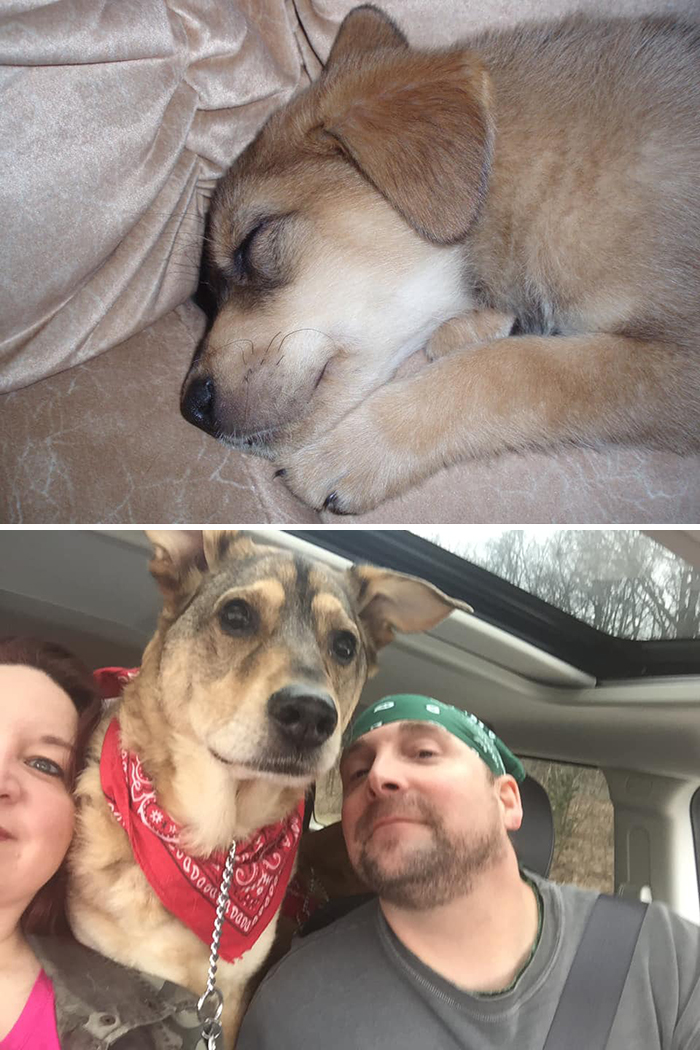 Before-After-Pet-Challenge