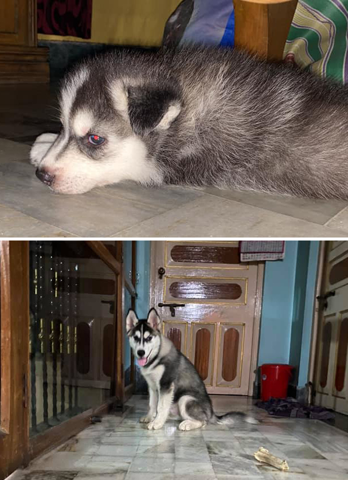 Before-After-Pet-Challenge