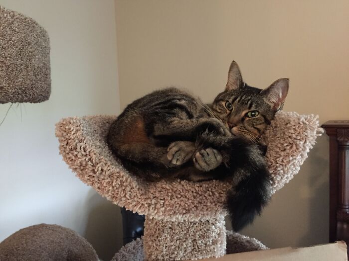 Ruth Likes To Hold Her Tail While Sleeping, Sometimes She Forgets She’s Cleaning It So She’ll Sleep With A Bleep To!