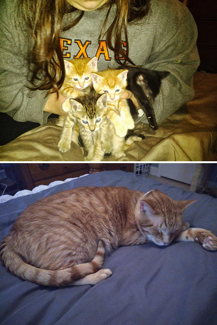 Before-After-Pet-Challenge