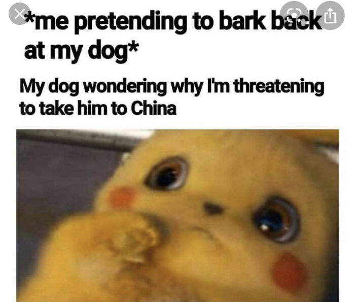 I Don’t Speak Doge