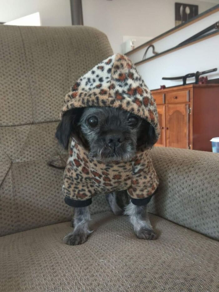 Didnt-Want-A-Dog-Challenge