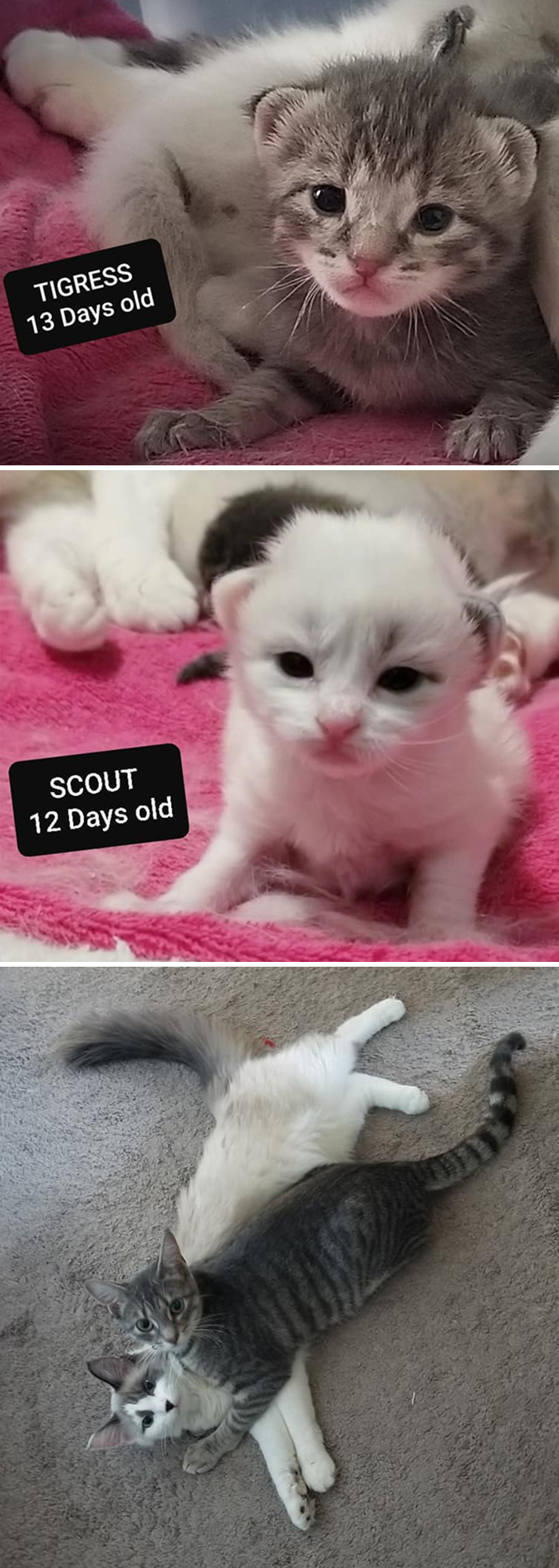 Before-After-Pet-Challenge