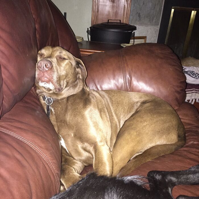 Mr. Moosers Nap Time