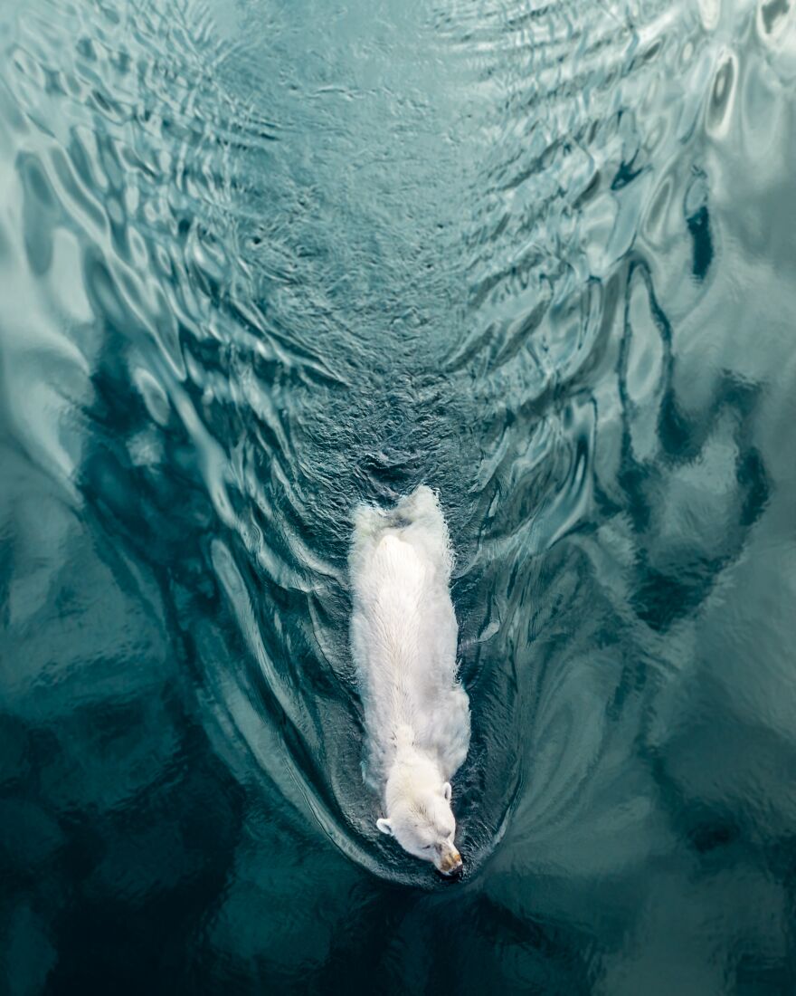A Polar Bear Swimming In The High Arctic