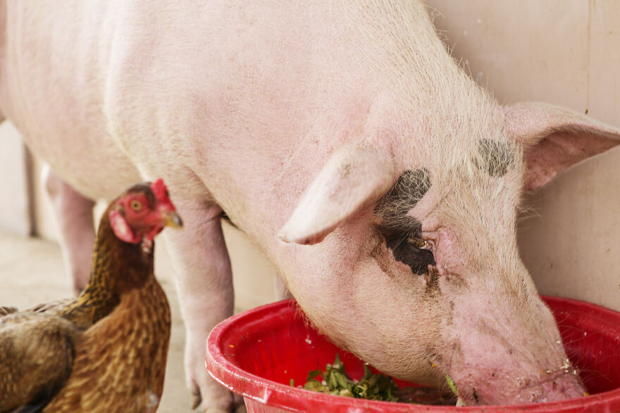 Vietnam's First Farm Sanctuary And Animal Rescue Helps All Kinds Of Animals Who Are Suffering From Cruelty And Neglect