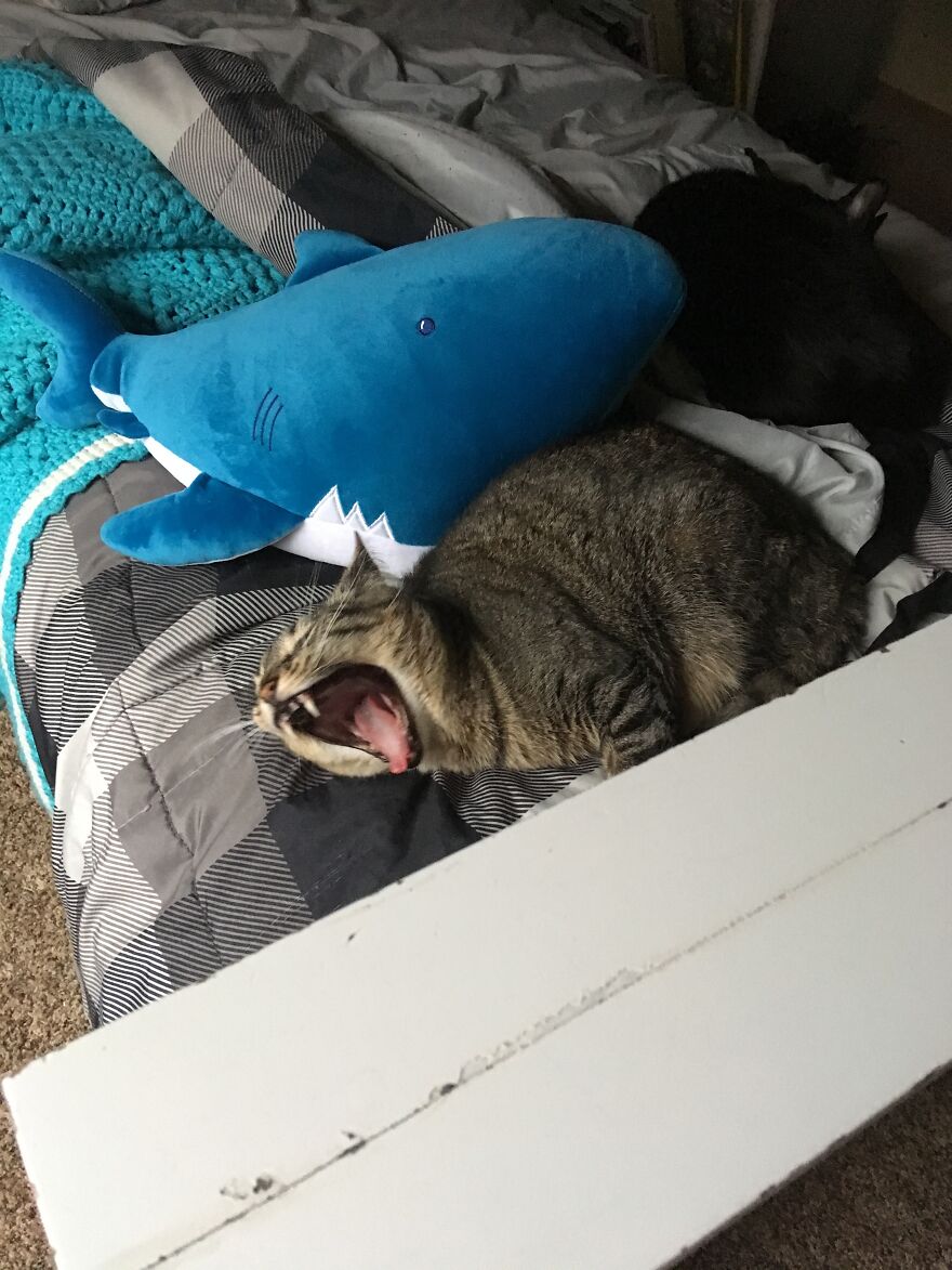 Here Are Some Pictures Of My Cat Ruth To Make You Smile #2