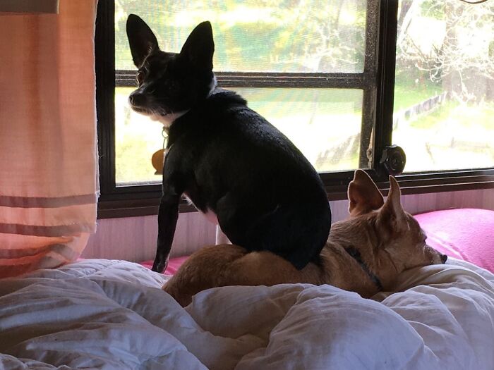 This Is My Couch Named Skipper. I Am Ranma King Of The House