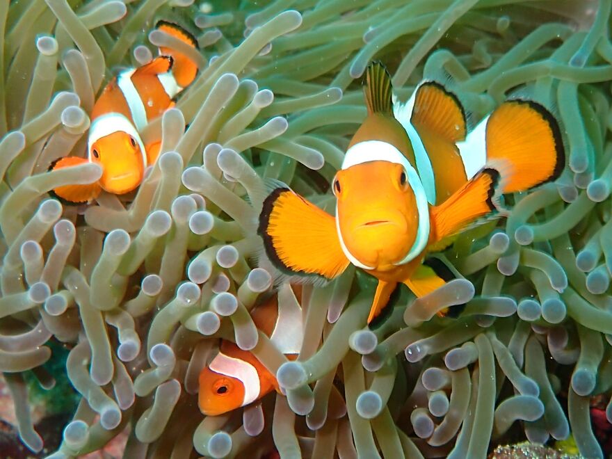 Anemonefish