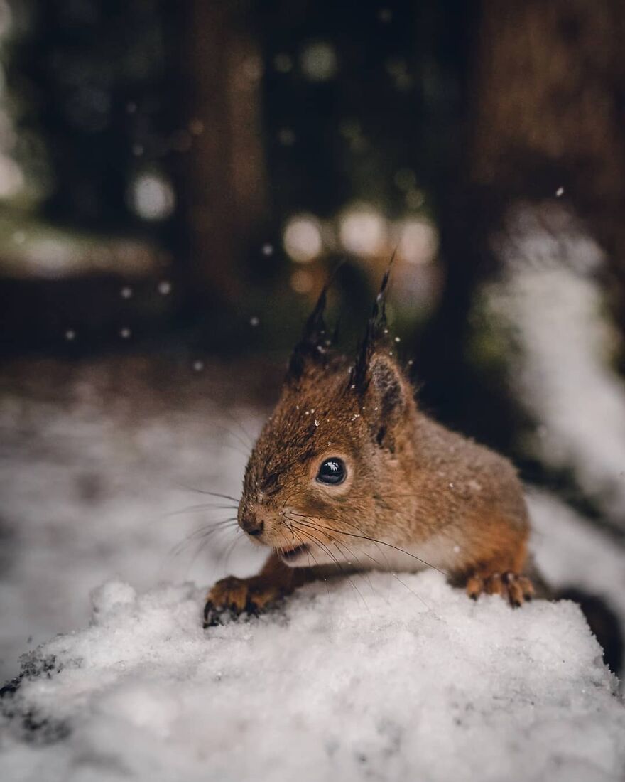 Light Snowfall Makes For Some Great Bokeh