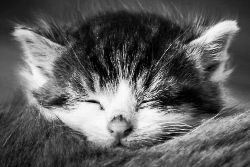 I Photograph My Cats And Other Cats In My Life