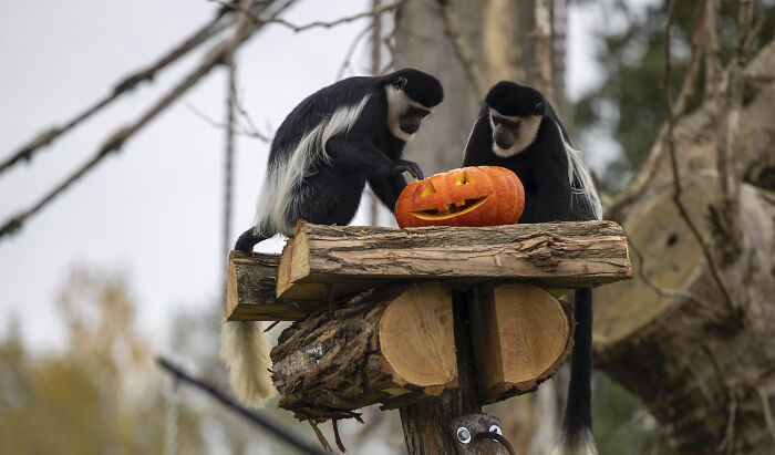 This Animal Park In Belgium Decided To Surprise Its Animals With Halloween-Themed Treats This Animal Park In Belgium Decided To Surprise Its Animals With Halloween-Themed Treats