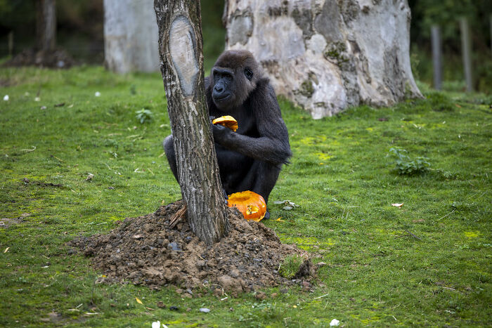 This Animal Park In Belgium Decided To Surprise Its Animals With Halloween-Themed Treats This Animal Park In Belgium Decided To Surprise Its Animals With Halloween-Themed Treats