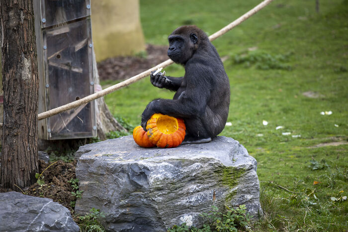This Animal Park In Belgium Decided To Surprise Its Animals With Halloween-Themed Treats This Animal Park In Belgium Decided To Surprise Its Animals With Halloween-Themed Treats